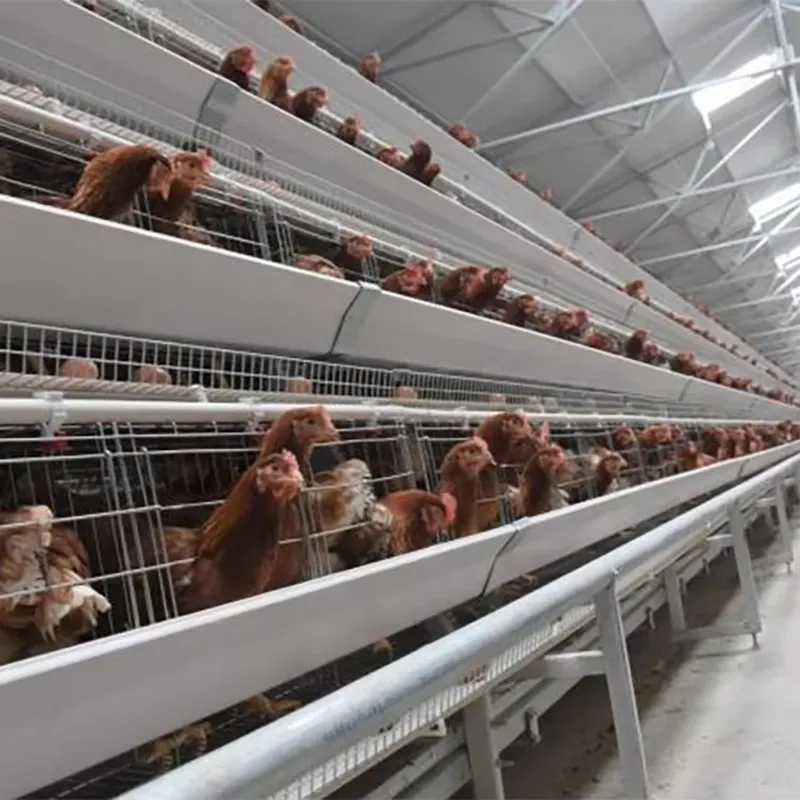 Farming Africa - Güney Afrika, Pakistan ve Filipinler'deki Kanatlı