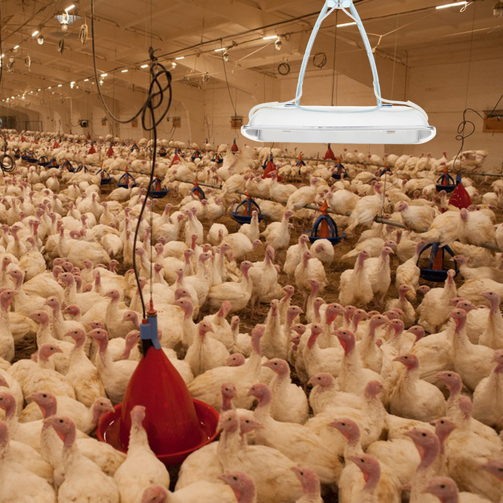 Domuz Çiftliği Koruma Lambası  - Farming A incelemesi ve fiyatı